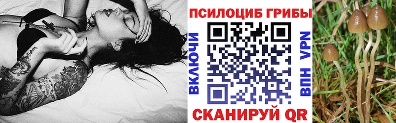 где купить наркотик  Почеп  Галлюциногенные грибы MAGIC MUSHROOMS 